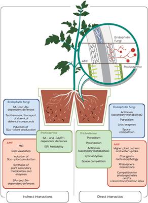Biological Control of Plant-Parasitic Nematodes by Filamentous Fungi Inducers of Resistance: Trichoderma, Mycorrhizal and Endophytic Fungi